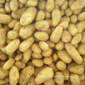 Golden Supplier of Fresh Potato From China